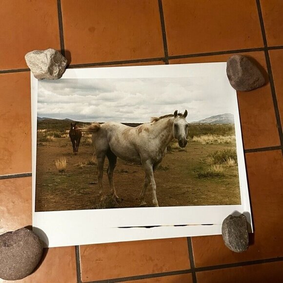 Janine Gordon Photograph 20x24"  C-print Edition 2 Horses Marfa Texas Signed - Picture 5 of 6